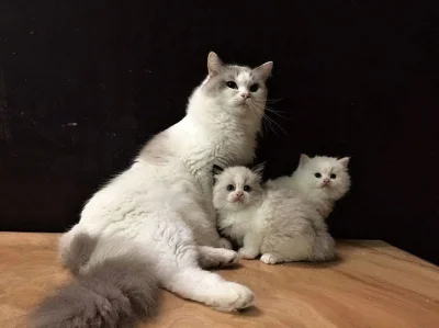 Ragdoll koťátka