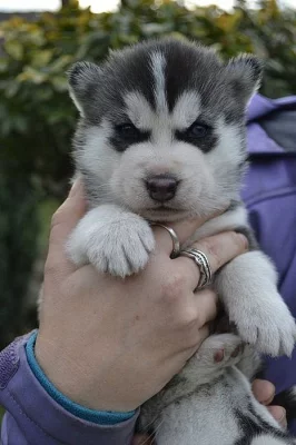 Siberian Husky s PP