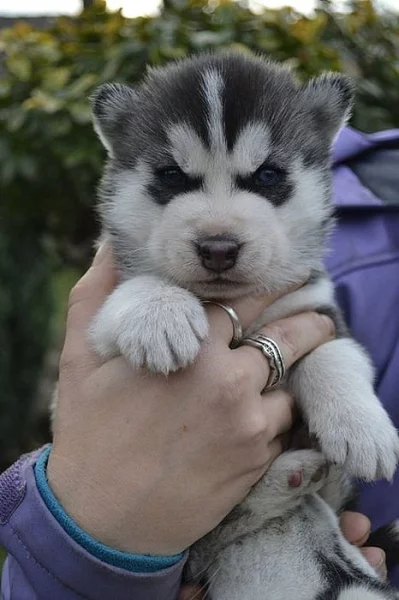 Siberian Husky s PP