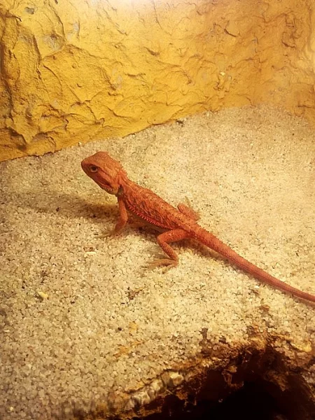 agama vousatá - red