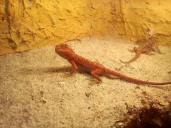 agama vousatá - red