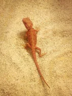 agama vousatá - red