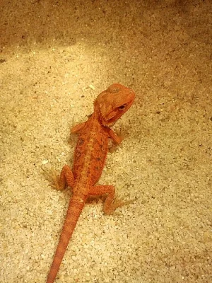 agama vousatá - red