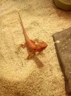 agama vousatá - red