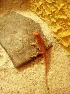 agama vousatá - red