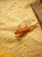 agama vousatá - red