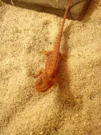 agama vousatá - red