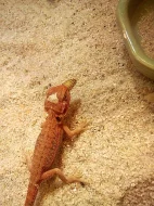 agama vousatá - red