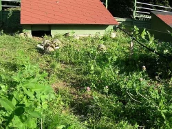 prodám mláďata želv + vybavená terária