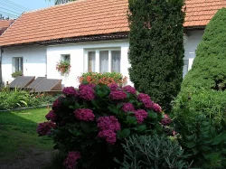 prodám mláďata želv + vybavená terária