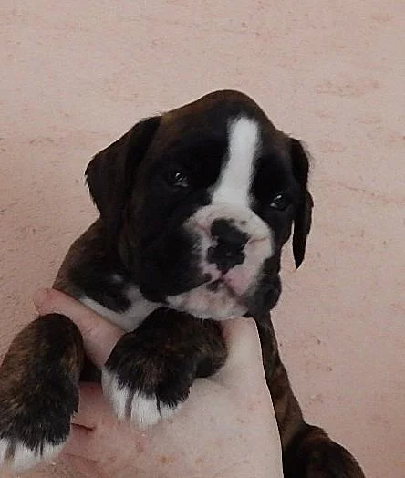 Boxer