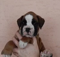 Boxer