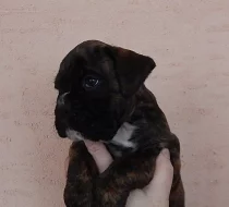Boxer