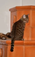 Bengálská kočka s PP