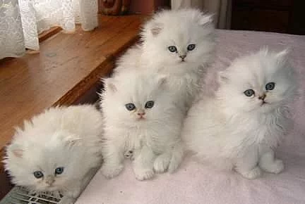 perské koťata s pp