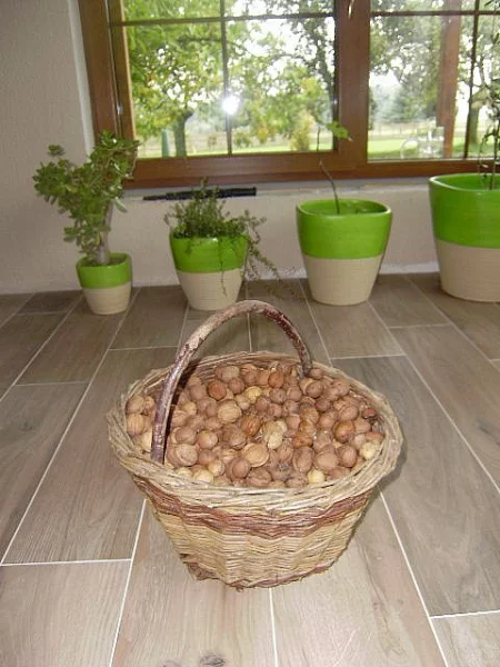 Prodám letošní neloupané vlašské ořechy
