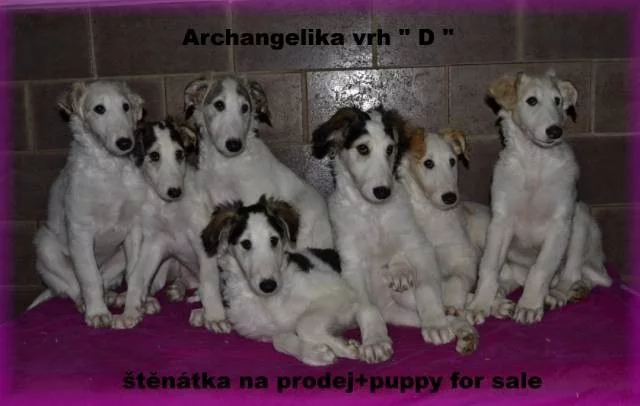 Barzoj - Ruský chrt