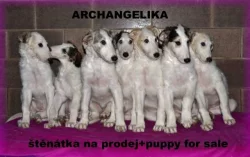 Barzoj - Ruský chrt