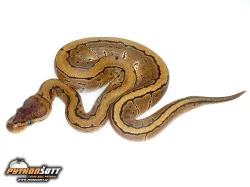 Python regius (Krajta královská) - odchov 2015