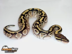 Python regius (Krajta královská) - odchov 2015