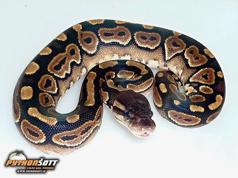 Python regius (Krajta královská) - odchov 2015