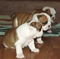 anglicky buldok s PP