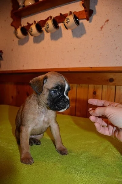 Němocký boxer