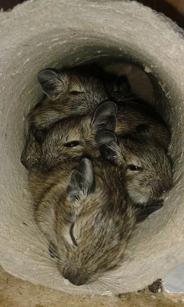 Daruji mláďátka osmáka degu