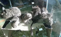 Daruji mláďátka osmáka degu