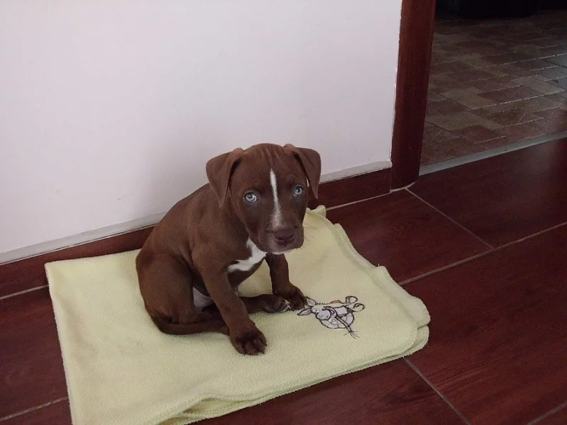 Americký pitbullteriér ke krytí