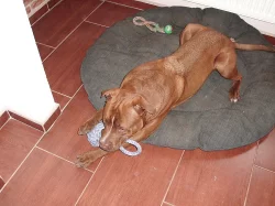 Americký pitbullteriér ke krytí