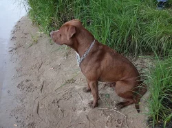 Americký pitbullteriér ke krytí