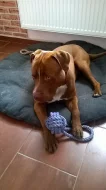 Americký pitbullteriér ke krytí