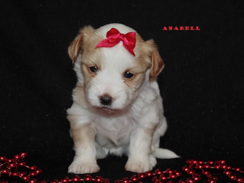 Golddust yorkshire terrier s PP