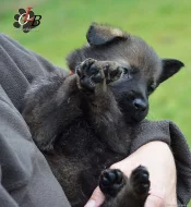 Něm. ovčák - štěnátka