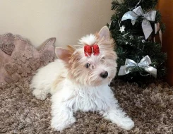 Yorkširský Terrier s PP