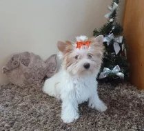 Yorkširský Terrier s PP