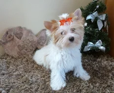 Yorkširský Terrier s PP
