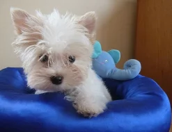 Yorkširský Terrier s PP