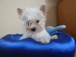 Yorkširský Terrier s PP