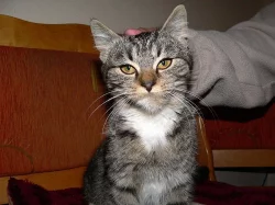 kotě