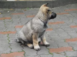 Štěně německého ovčáka