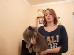 Britská modrá kočička s PP k odběru