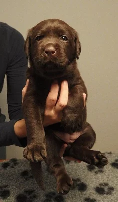 Labradorský retriever - štěňátka