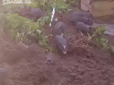 vietnamské prase