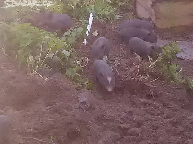 vietnamské prase