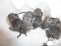 Modrý osmák degu