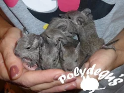 Modrý osmák degu