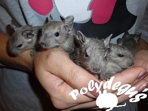 Modrý osmák degu