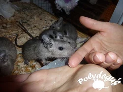 Modrý osmák degu